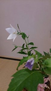 中野区茶道教室01