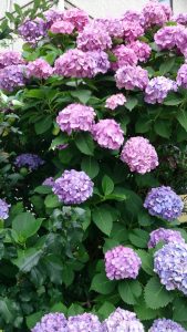 石井美香茶道華道教室